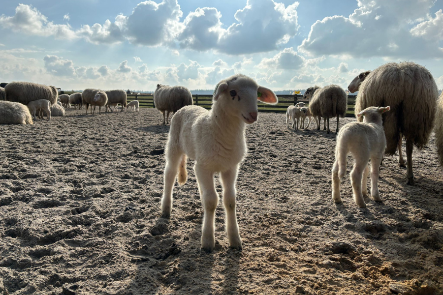 Schaapscheerdersfeest Ginkelse Hei Ede & Elspeet
